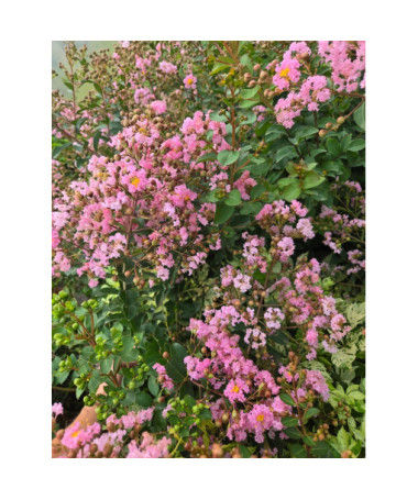 Indian Lagerstroemia (Crape Myrtle) 2L