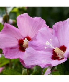 Syrian hibiscus (Hibiscus) 'Pink Giant'  4l