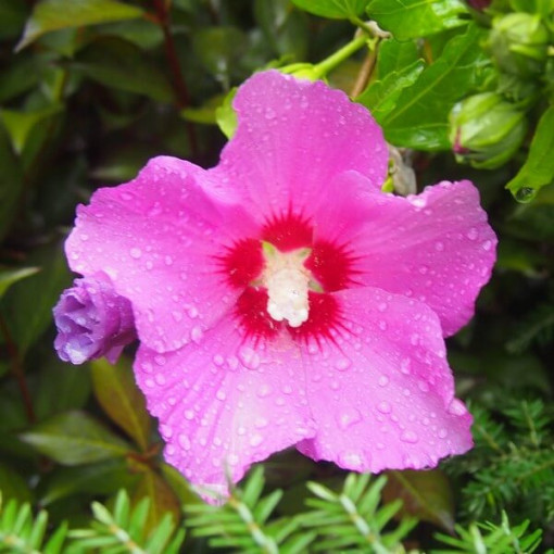 Syrian hibiscus (Hibiscus) 'Pink Giant'  4l