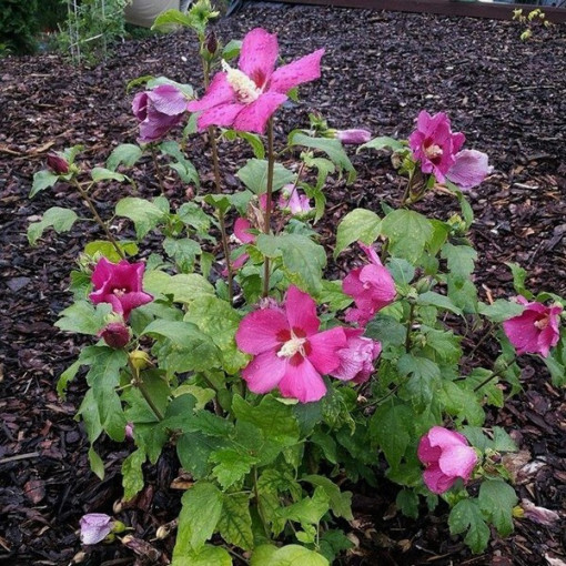 Syrian hibiscus (Hibiscus) 'Pink Giant'  4l