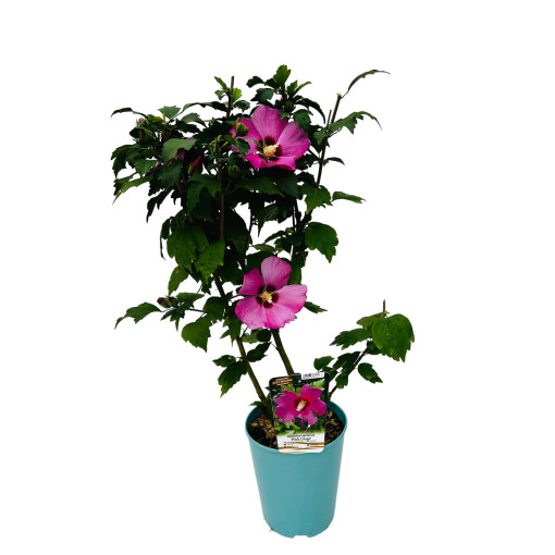 Syrian hibiscus (Hibiscus) 'Pink Giant'  4l