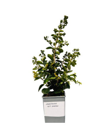Indian Crape Myrtle ‘Petite Orchidee' 2L
