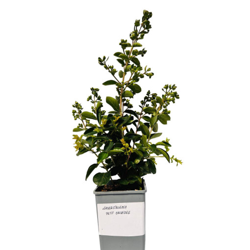 Indian Crape Myrtle ‘Petite Orchidee' 2L