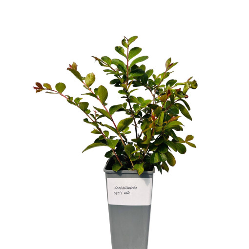 Indian Crape Myrtle ‘Petite Red' 2L