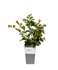 Indian Crape Myrtle ‘Petite Red' 2L