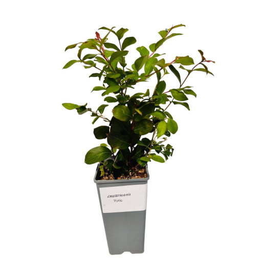 Indian Crape Myrtle ‘Pink' 2L