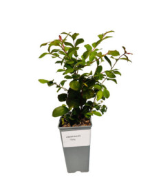 Indian Crape Myrtle ‘Pink' 2L