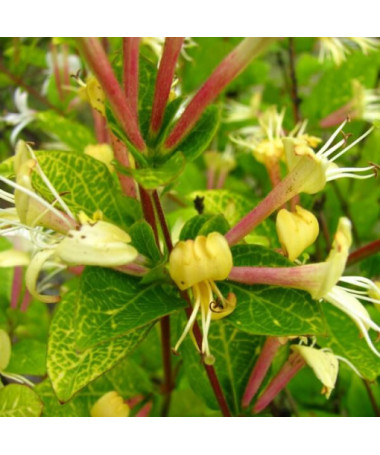 Japanese Honeysuckle Aureoreticulata SEMI-EVERGREEN, 4L pot