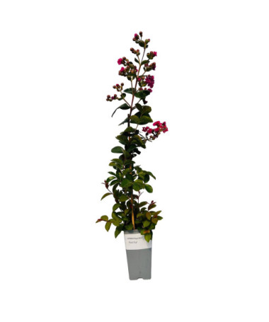 Indian Crape Myrtle ‘Purple' 2L