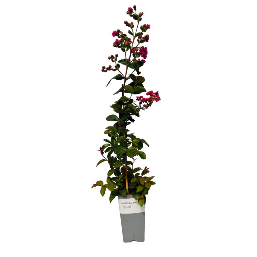 Indian Crape Myrtle ‘Purple' 2L