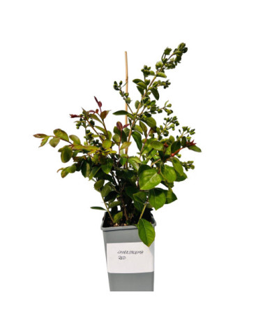 Indian Crape Myrtle ‘Red' 2L