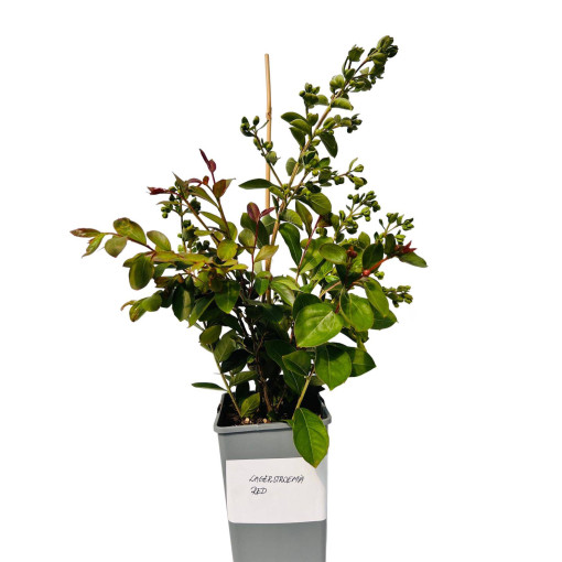 Indian Crape Myrtle ‘Red' 2L