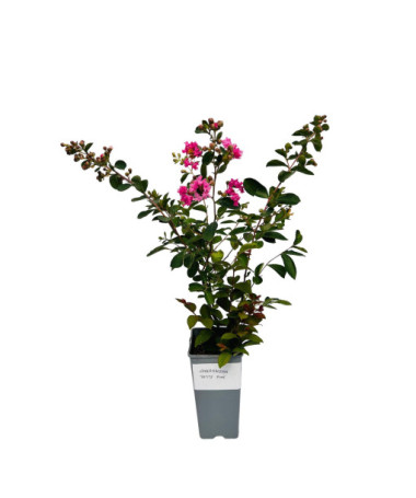 Indian Crape Myrtle ‘Petite Pink' 2L
