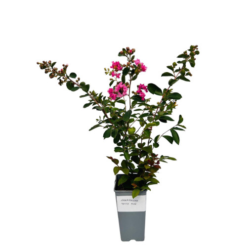 Indian Crape Myrtle ‘Petite Pink' 2L