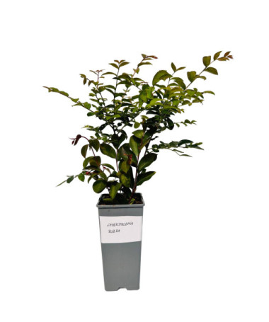Indian Crape Myrtle ‘Rubra' 2L