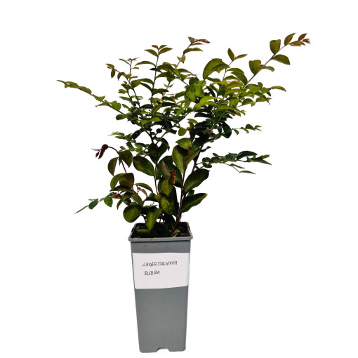 Indian Crape Myrtle ‘Rubra' 2L