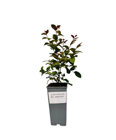 Indian Crape Myrtle ‘Red Imperator' 2L