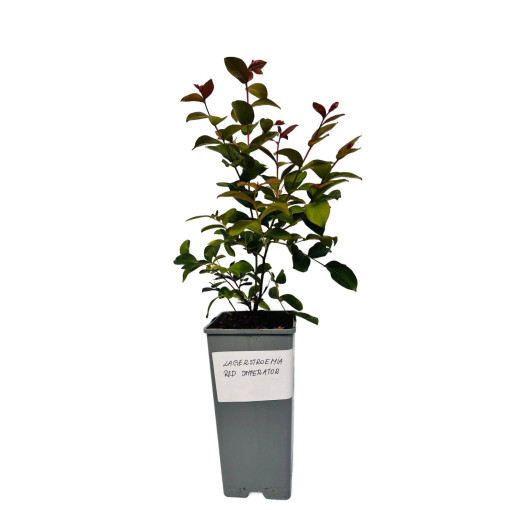Indian Crape Myrtle ‘Red Imperator' 2L