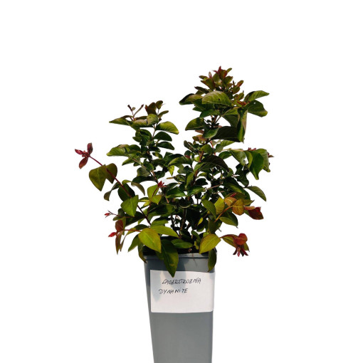 Indian Crape Myrtle ‘Dynamite' 2L