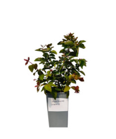Indian Crape Myrtle ‘Dynamite' 2L