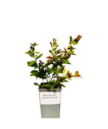 Indian Crape Myrtle ‘Berlingot Menthe' 2L