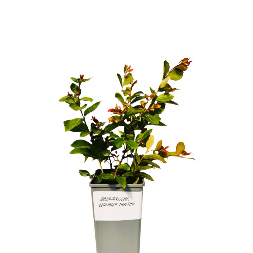 Indian Crape Myrtle ‘Berlingot Menthe' 2L