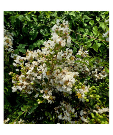 Lagerstroemia Indian White (Crape Myrtle) pot, 4l