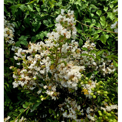 Lagerstroemia Indian White (Crape Myrtle) pot, 4l