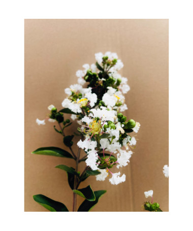 Lagerstroemia Indian White (Crape Myrtle) pot, 4l