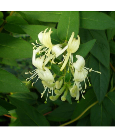 Japanese Honeysuckle Aureoreticulata SEMI-EVERGREEN, 4L pot