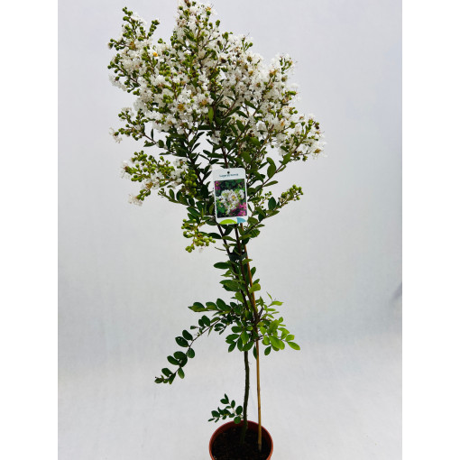 Lagerstroemia Indian White (Crape Myrtle) pot, 4l