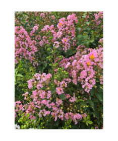 Indian Lagerstroemia (Crape Myrtle)  4l