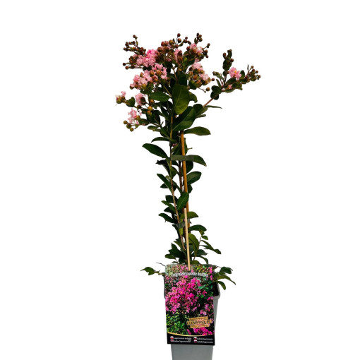 Indian Lagerstroemia (Crape Myrtle)  4l