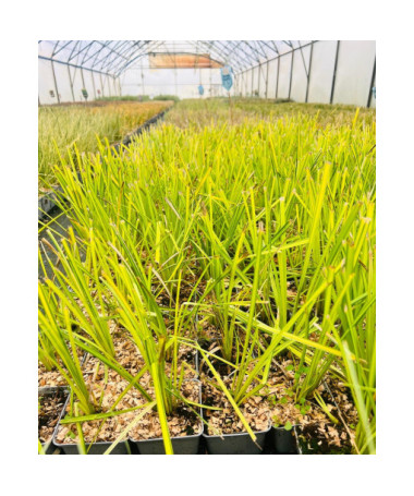 Rigid Sedge  ‘Aurea' P9/C1