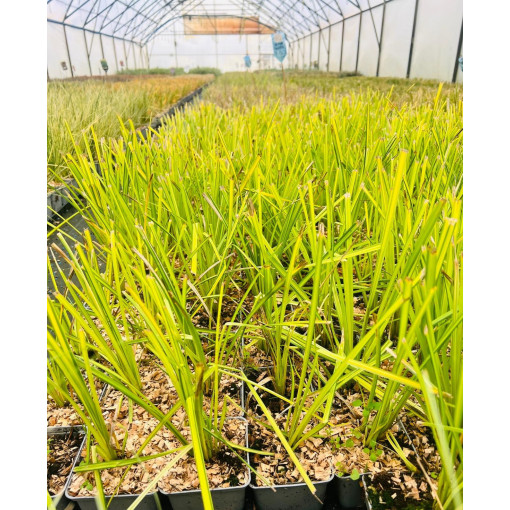 Rigid Sedge  ‘Aurea' P9/C1