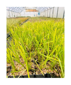 Rigid Sedge  ‘Aurea' P9/C1