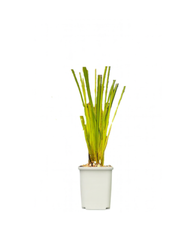 Rigid Sedge  ‘Aurea' P9/C1