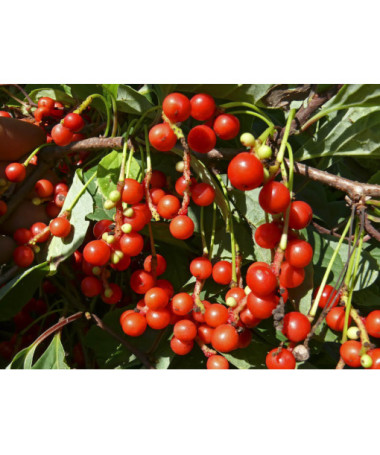 Chinese Magnolia Vine ‘Sadova' 2L