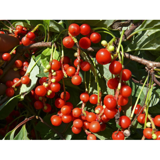 Chinese Magnolia Vine ‘Sadova' 2L