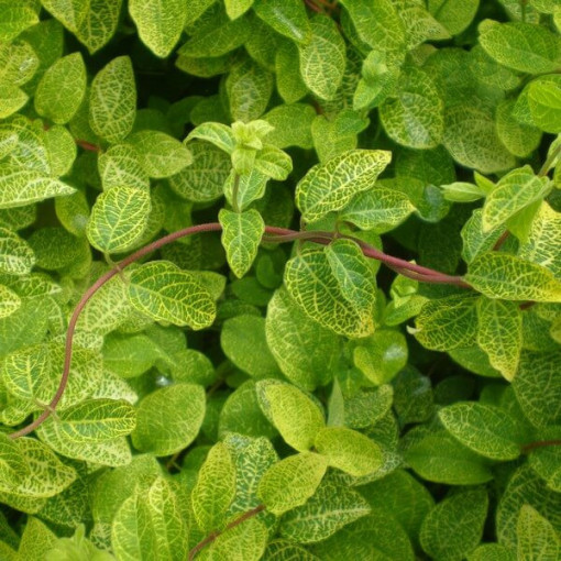 Japanese Honeysuckle Aureoreticulata SEMI-EVERGREEN, 4L pot