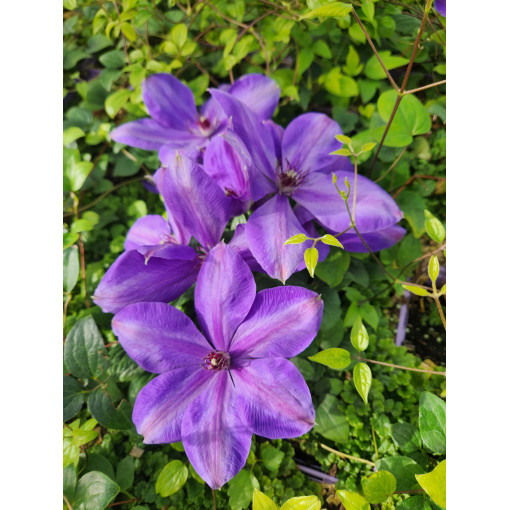 Clematis ‘Elsa Spath'  4l
