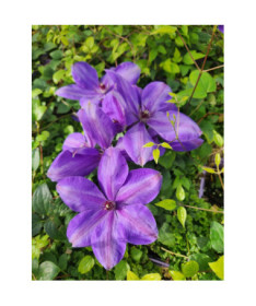 Clematis ‘Elsa Spath'  4l