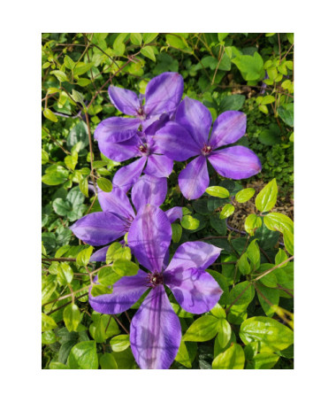 Clematis ‘Elsa Spath'  4l