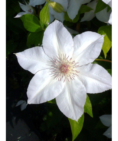 Clematis ‘Valge Daam'  4l