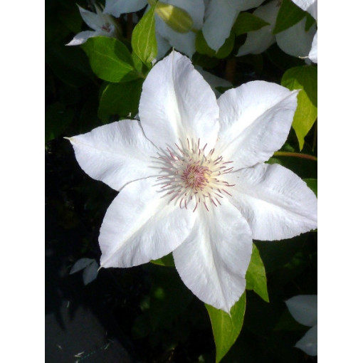 Clematis ‘Valge Daam'  4l