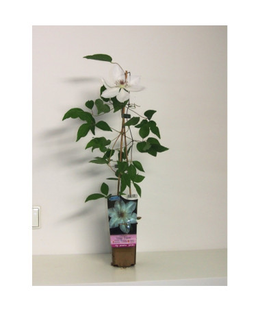 Clematis ‘Valge Daam'  4l