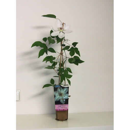 Clematis ‘Valge Daam'  4l