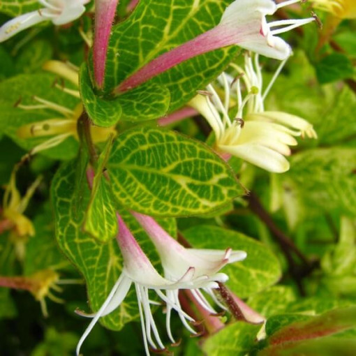 Japanese Honeysuckle Aureoreticulata SEMI-EVERGREEN, 4L pot