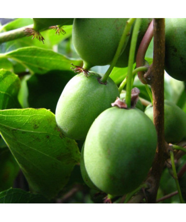 Kiwi Actinidia Sientiabrskaja (variegated), 4L pot