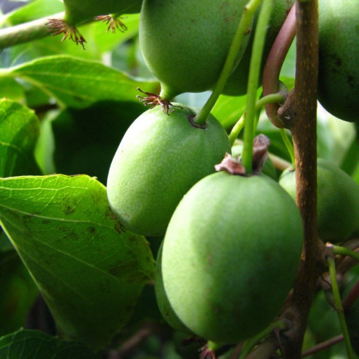 Kiwi Actinidia Sientiabrskaja (variegated), 4L pot